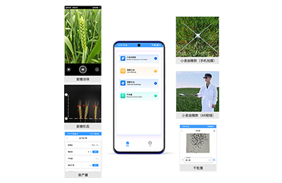 盐城市小麦亩穗数分析仪IN-XM02